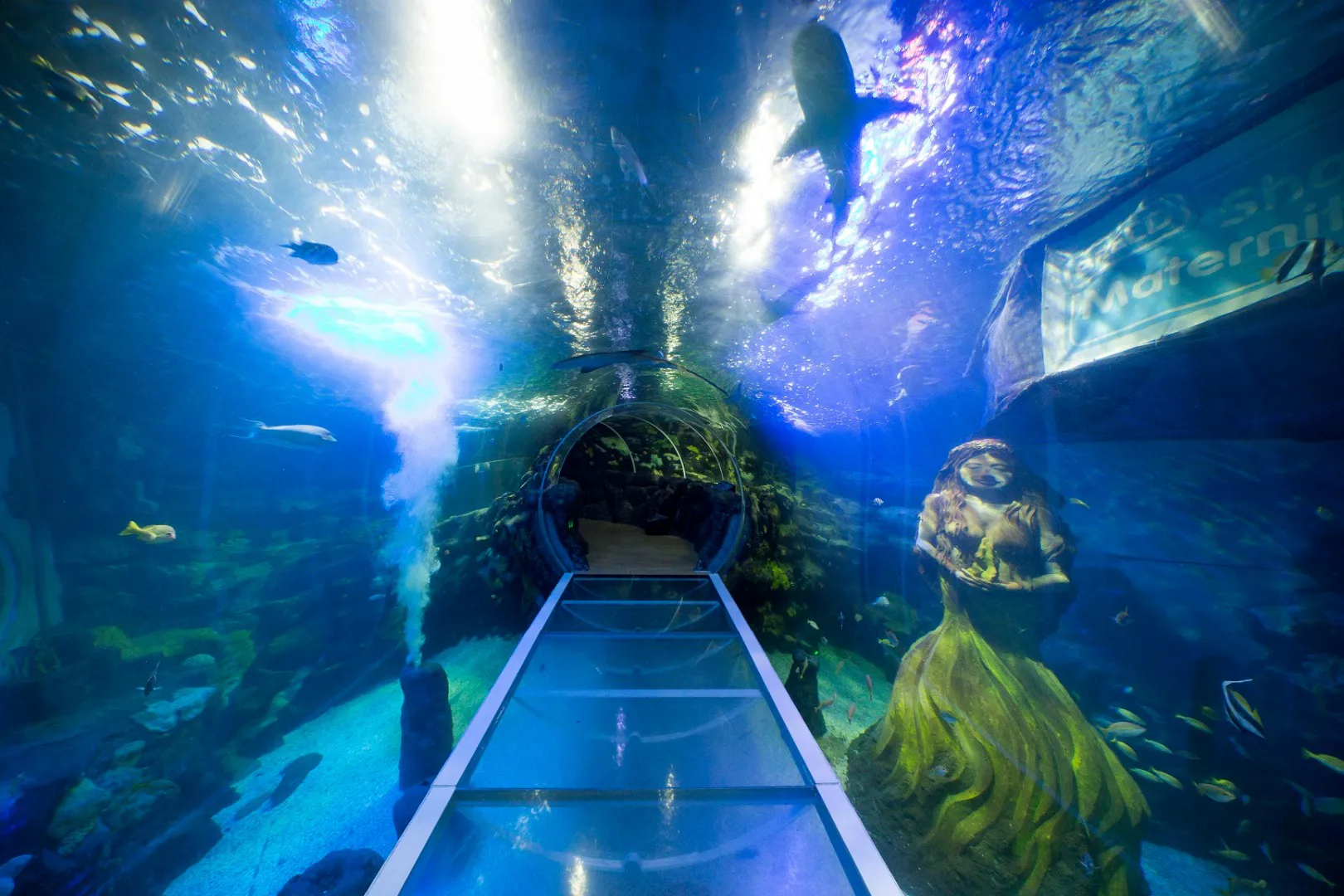 Immersive Underwater Experience